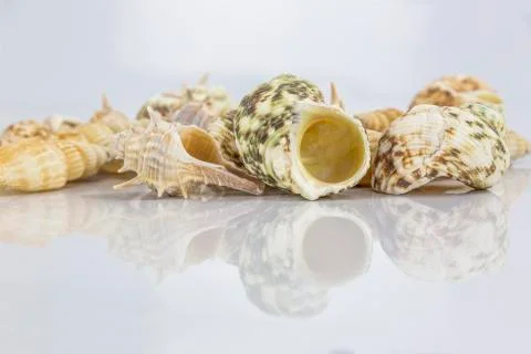 Sea shells on white background Stock Photos