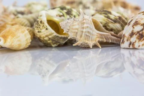 Sea shells on white background Stock Photos
