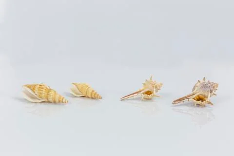 Sea shells on white background Stock Photos