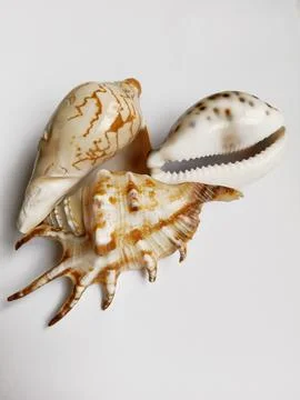 Sea shells on white background Stock Photos