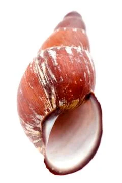 Sea shells on white Stock Photos