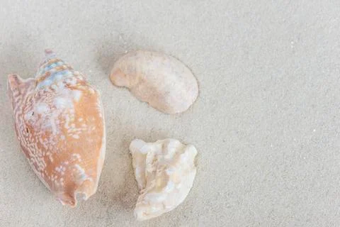 Sea shells on a white sand Stock Photos