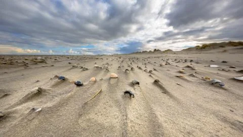 Sea shells on wind swept beach Stock Photos