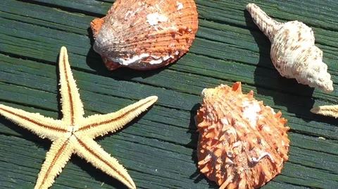 Sea Shells on Wood Pier Stock Footage 50767323