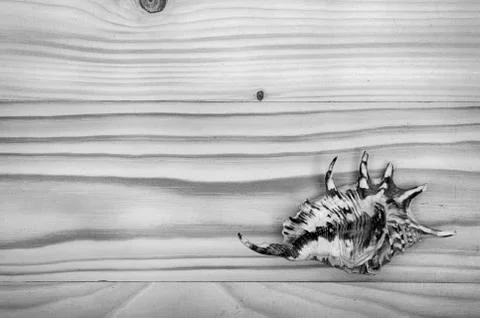 Sea shells on a wooden table. Foto stock