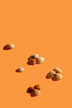 Sea shells on a yellow background. Foto stock