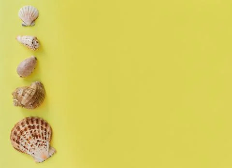 Sea shells on yellow background. Stock Photos