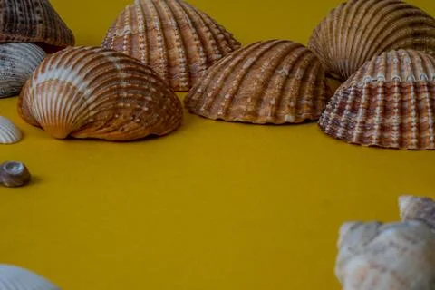 Sea shells on yellow background, summer vacation, Stock Photos