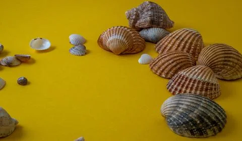Sea shells on yellow background, summer vacation, Stock Photos