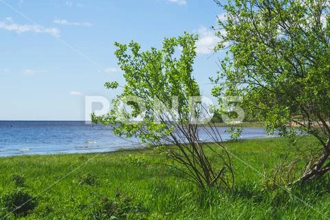 Sea shore. horizon line. plants with green foliage. overgrown coast ...