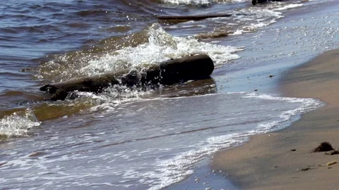 Sea shore. Log. Stock Footage 194033386