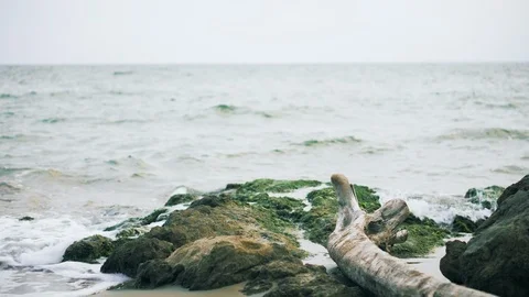 Sea shore rocks tree trunk Stock Footage 125650966