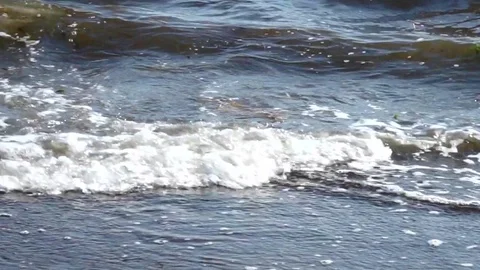 Sea shore, wave with green algae Stock Footage 78169020