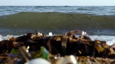 Sea shore, wave with green algae Stock Footage 78169023