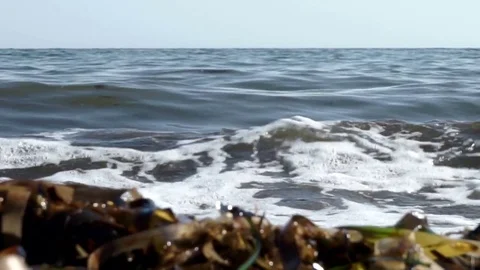 Sea shore, wave with green algae Stock Footage 78169026