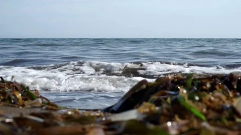 Sea shore, wave with green algae Stock Footage 78169033