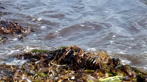 Sea shore, wave with green algae Video stock 78169051
