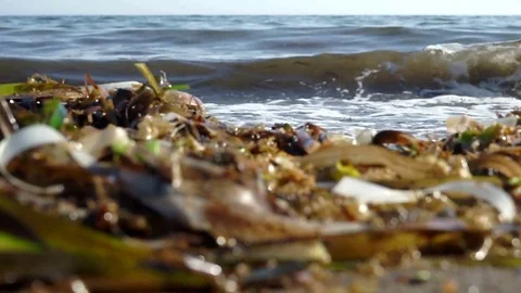 Sea shore, wave with green algae Stock Footage 78169065