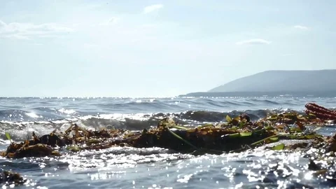 Sea shore, wave with green algae Stock Footage 78169075