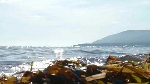 Sea shore, wave with green algae Stock Footage 78169088
