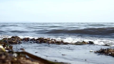 Sea shore, wave with green algae Stock Footage 78169120