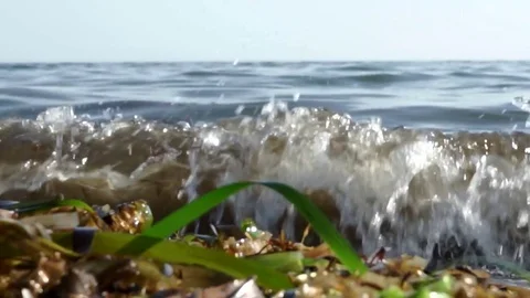 Sea shore, wave with green algae Stock Footage 78169153