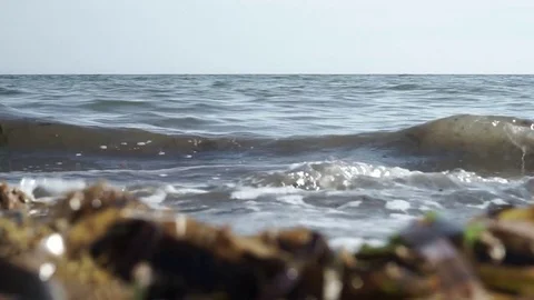 Sea shore, wave with green algae Stock Footage 78169167