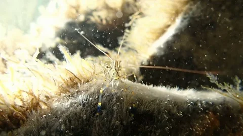 Sea shrimp Stock Footage 72984842