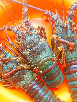 Sea ​​shrimp ready to be processed Stock Photos
