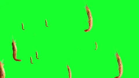 Sea shrimps in loop spinning motion Stock Footage 152383073