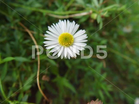 Sea Side Daisies Stock Photos