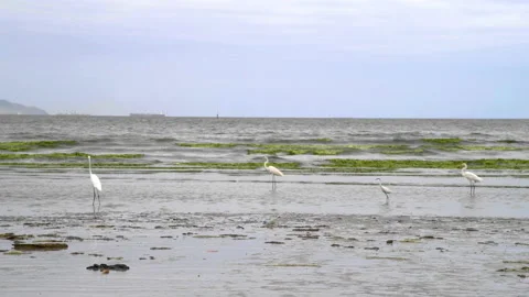 Sea side ecosystem blurred video which group of egret bird moving Stock Footage 158235767