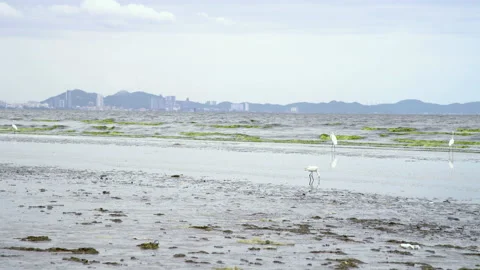 Sea side ecosystem which group of egret bird moving along the beach Stock Footage 158316103