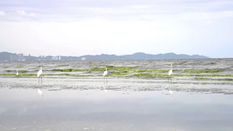 Sea side ecosystem which group of egret bird moving along the beach Stock Footage 158317214