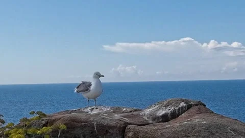 Sea Side-First view of sea gull on stone Giglio Island Italy  스톡 동영상 244595896