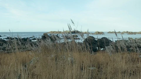 Sea Side Grass Video stock 98354379