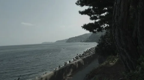 Sea side pine tree Video stock 38468173