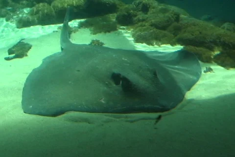 Sea Skate  Stock Footage 333782