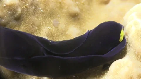 Sea slag in the night Stock-Footage 78207157