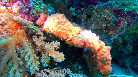 A sea slug crawls across a patch of encrusting sponge. Video stock 302270074
