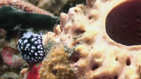 Sea Slug Exploring a Vibrant Sponge in Crystal Clear Turquoise Waters Video stock 321017294