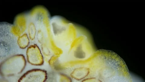 Sea slug Heterobranchia under a microscope, order Pleurobranchida. Possibly Stock Footage 167820538