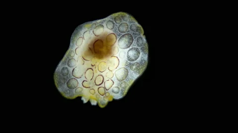 Sea slug Heterobranchia under a microscope, Pleurobranchida. Pleurobranchidae Stock Footage 235533681