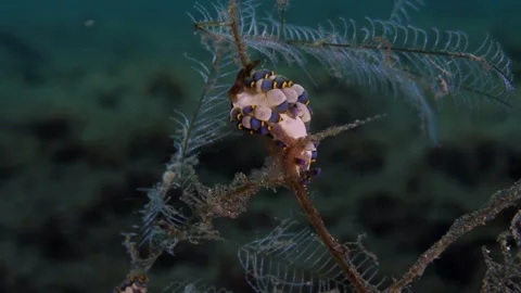 Sea slug on a hydroid Stock Footage 242996543