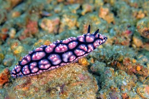 Sea Slug, Lembeh, North Sulawesi, Indonesia Stock Photos