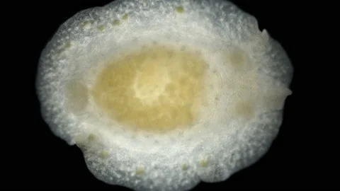Sea slug Nudibranchia under the microscope, family Cadlinidae Stock Footage 227322298