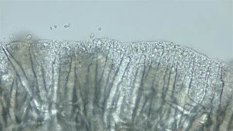 Sea slug Nudibranchia under microscope, Onchidorididae, genus Onchidoris Stock Footage 252642582