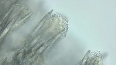 Sea slug Nudibranchia under microscope, Onchidorididae, genus Onchidoris Stock Footage 258651469