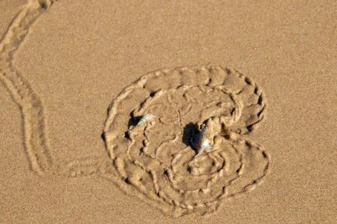 Sea slug patterns on the sand Stock Photos