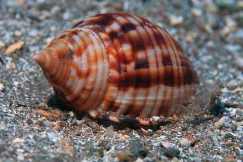 Sea slug Stock Photos
